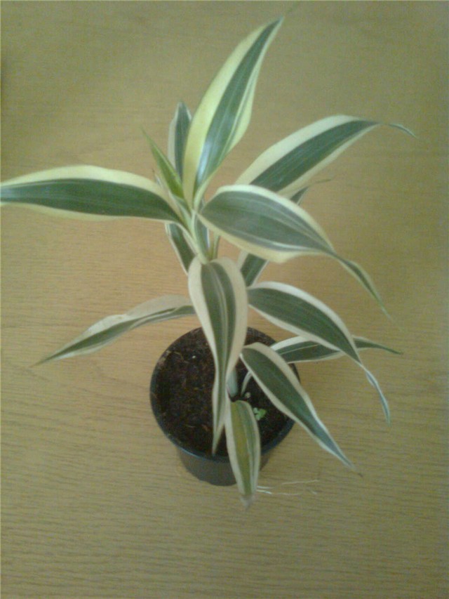 mini dracena